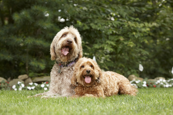 2 happy dogs